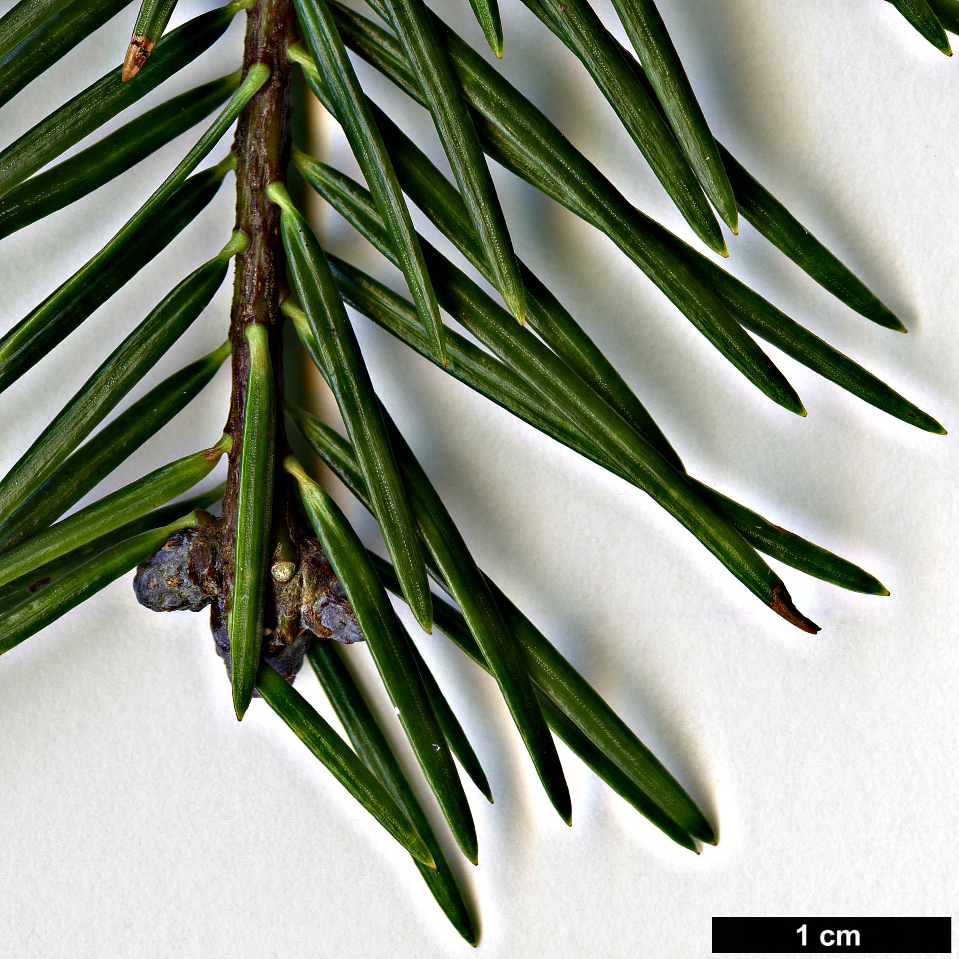 High resolution image: Family: Pinaceae - Genus: Abies - Taxon: durangensis - SpeciesSub: var. coahuilensis